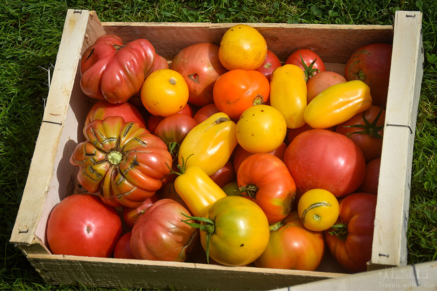 Red, yellow, and orange heritage tomatoes fill a crate at the Tomato Festival, held on the grounds of the Château de la Bourdaisière in France.
