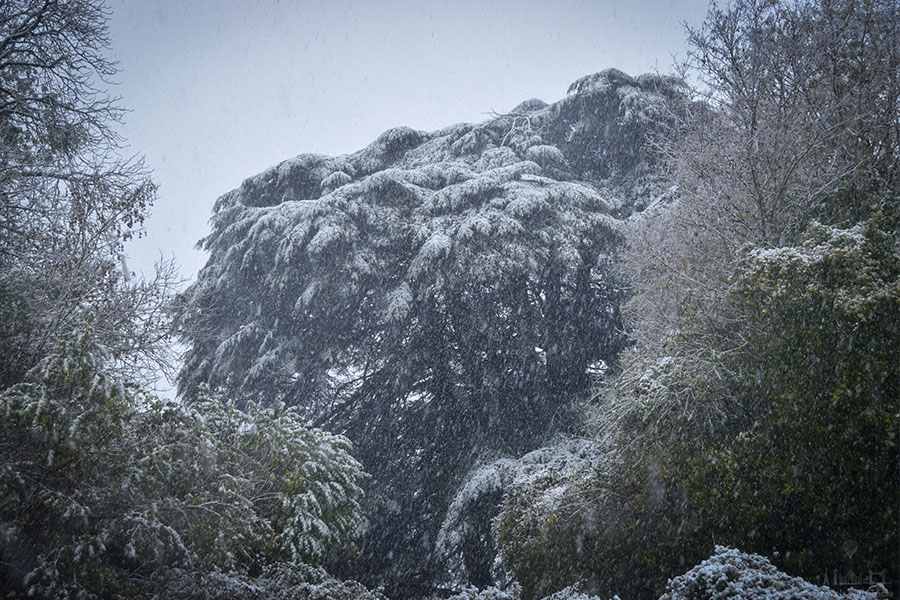 Evergreen trees are covered in a light dusting of snow on an overcast day in Amboise, France.