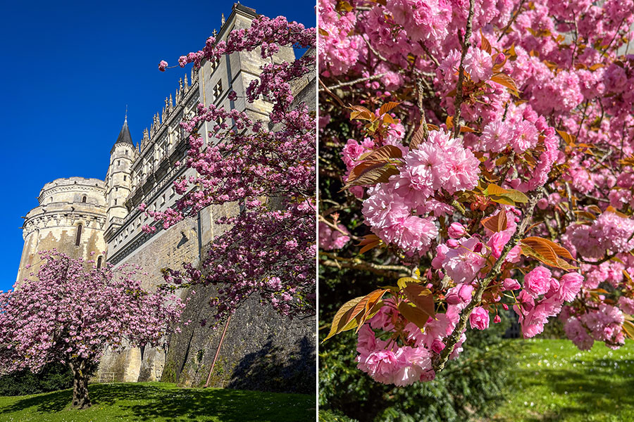 In the photo on the left, two trees bearing pink blossoms are visible at the foot of the Château d'Amboise in France. The sky is a clear blue and the lawn is a vibrant green. In the photo on the right, the close up of a branch filled with pink cherry blossoms.