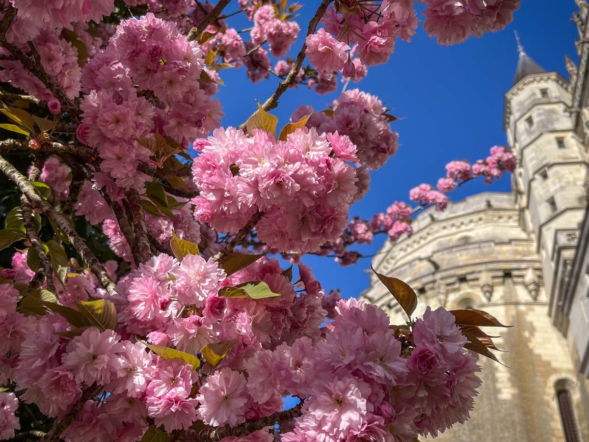Living “La Vie en Rose” in Amboise,&nbsp;France