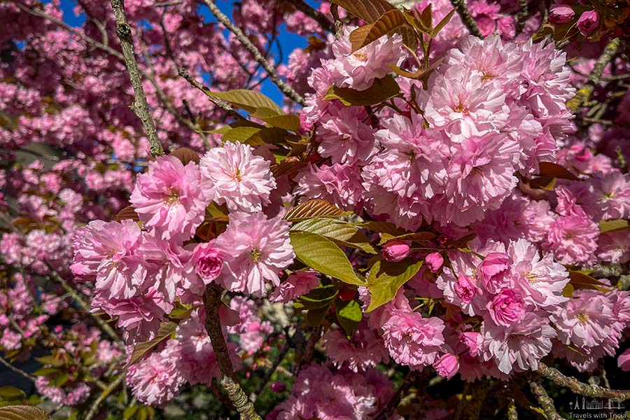 A close up of a cherry trees branch filled with pink flowers and a few green leaves.