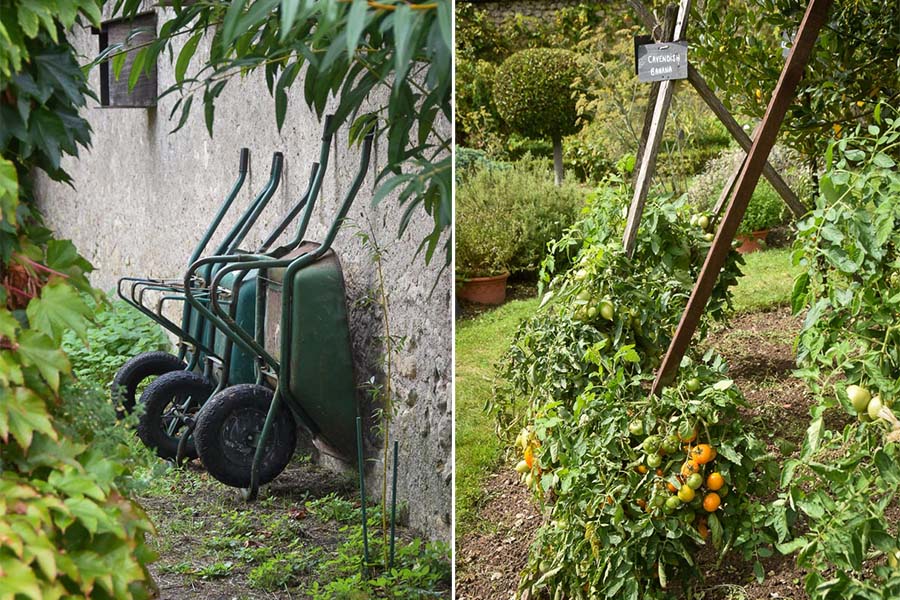 Left: Three wheelbarrows are stored alongside a stone wall at the Château de la Bourdaisière in France. Right: The Cavendish Banana variety of tomato climbs up a wooden trellis in the castle's gardens.