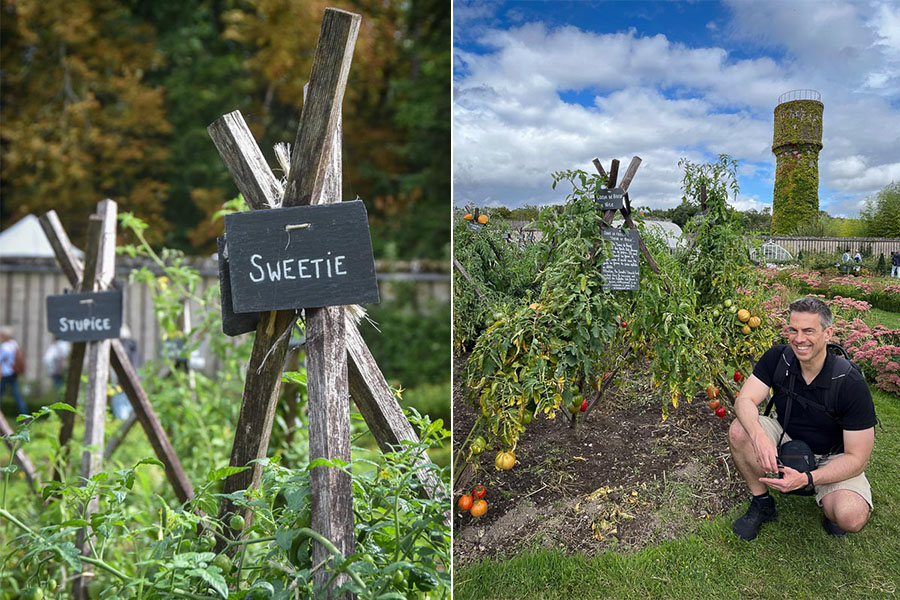 Left: A wooden tomato trellis identified with a black slate sign with the word "Sweetie" handwritten on it. Right: A man poses alongside a bed filled with several varieties of tomatoes at France's annual Tomato Festival.