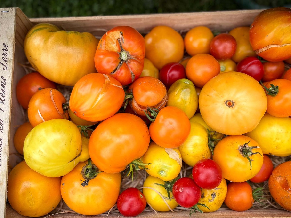You Say Tomato, They Say Tomate: A French Château Celebrates 785&nbsp;Varieties