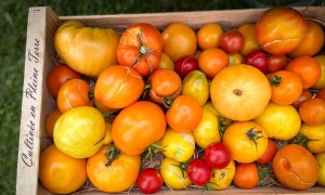 At a French tomato festival at the Château de la Bourdaisière, a wooden crate is filled with yellow, red, and orange tomatoes.