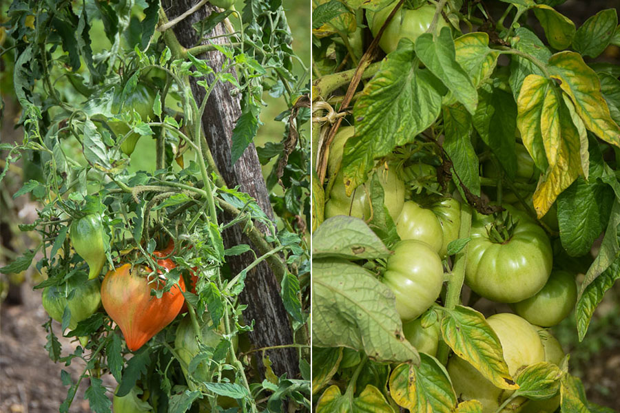 Left: A red, pointy tomato variety grows alongside the post of a wooden trellis. Right: Green tomatoes growing on the vine.