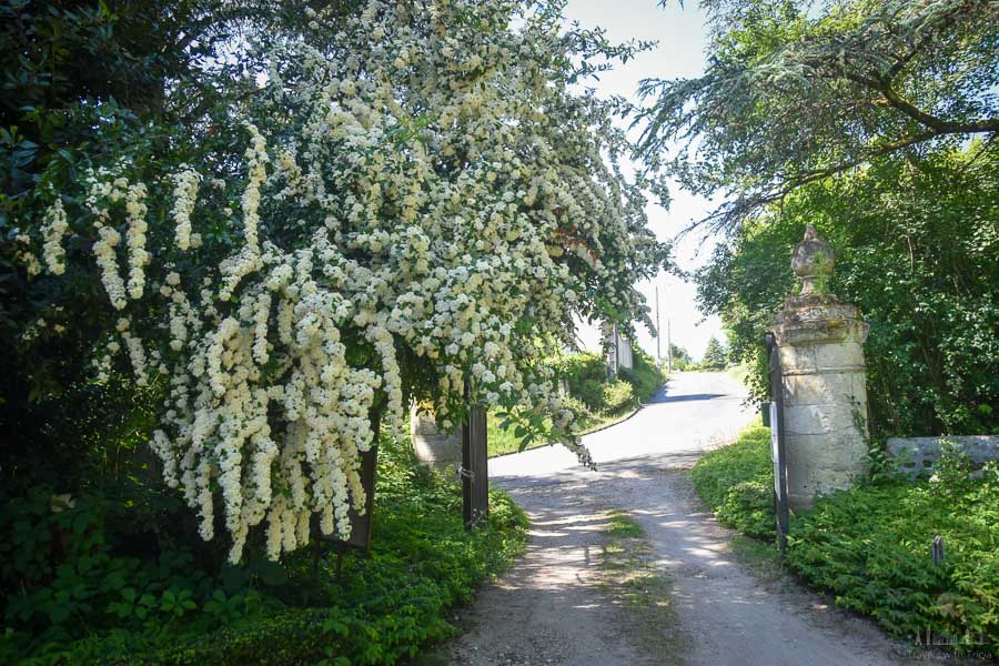 A large bridalwreath bush hangs over the driveway to the Château de Cinq Mars in France.