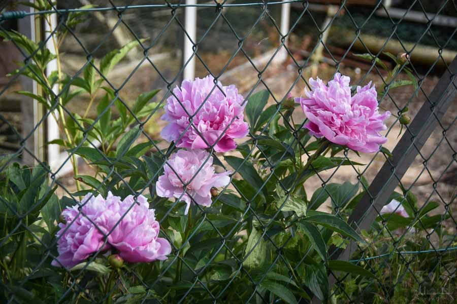Four pink peonies pop through a green chain-link fence.
