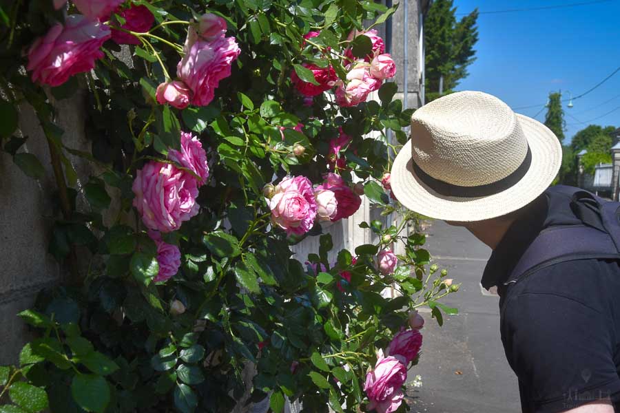 A man wearing a straw hat smells pink roses growing on the facade of a stone building in France.