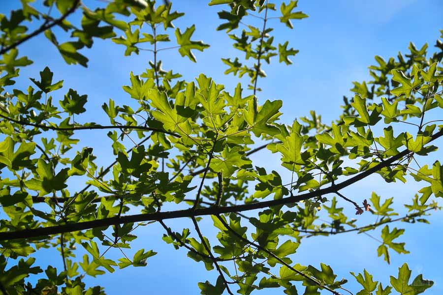 Branches filled with young green leaves fill the foreground on a blue-sky day.